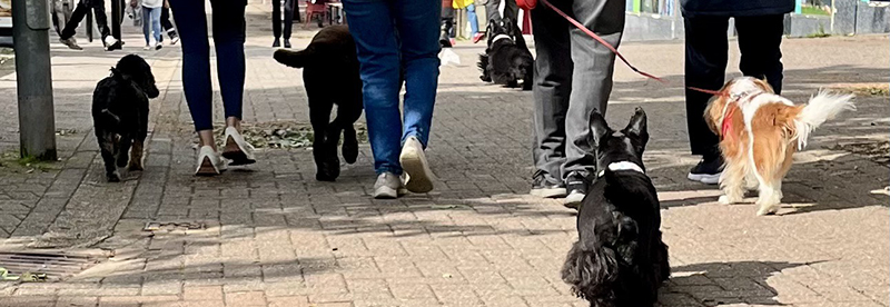 Milngavie dog walking