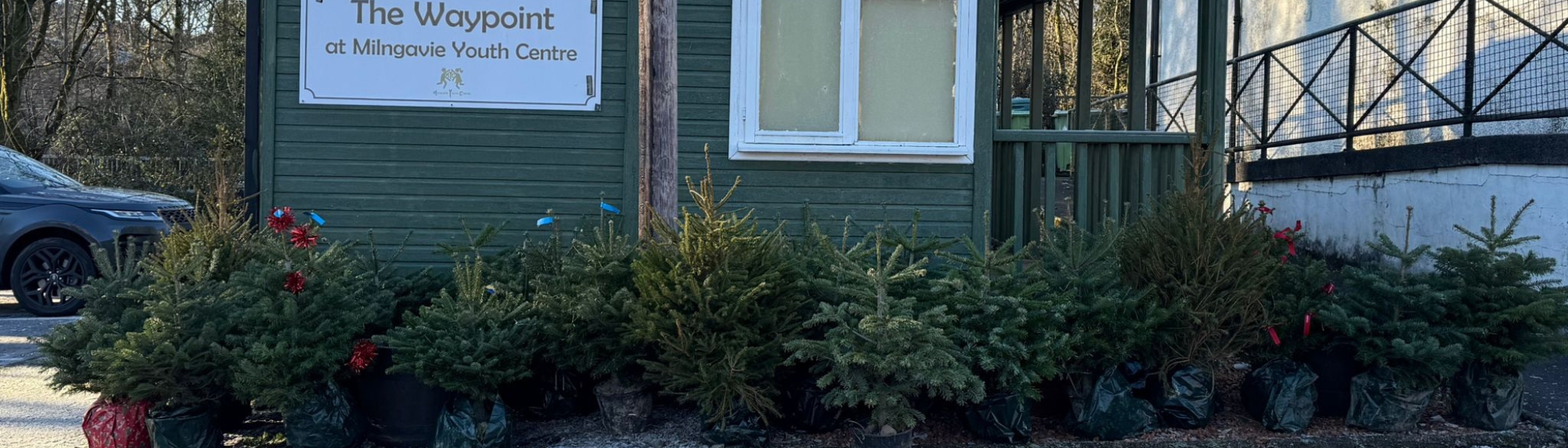 Milngavie’s rehome a Christmas Tree Tradition